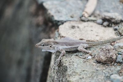 Close-up of lizard on rock