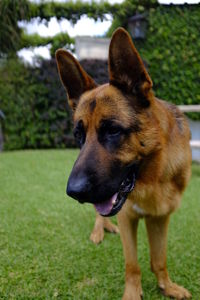 Close-up of a dog on field