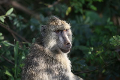 Portrait of monkey on tree