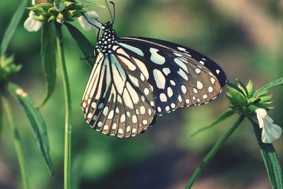 Close-up of butterfly perching on plant