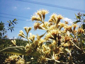 Low angle view of flowers against sky