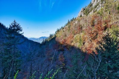 Scenic view of forest against sky during autumn