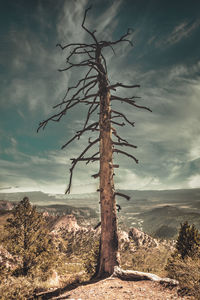 Bare tree on landscape against sky