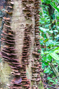 Close-up of plants