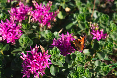 Close-up of butterfly pollinating on pink flowering plant