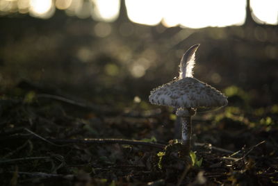 Close-up of mushroom growing on land