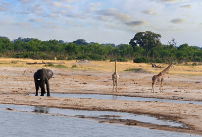 View of elephant on field against sky