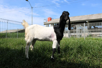 Horse standing in field