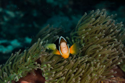 Fish swimming in sea