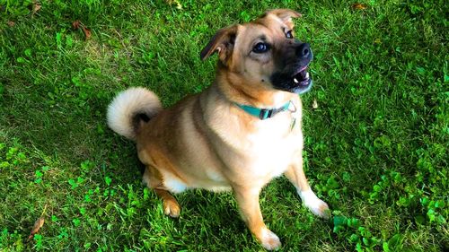 High angle portrait of dog on field