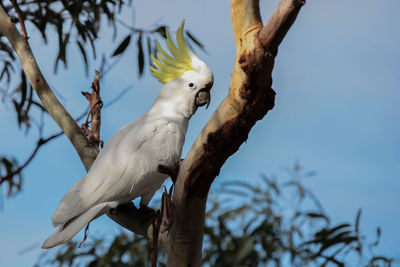 Low angle view of a bird perching on branch