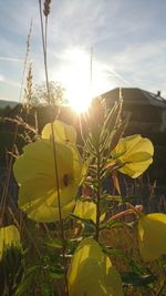 Close-up of plant against sky