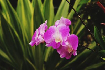 Close-up of pink flower blooming outdoors