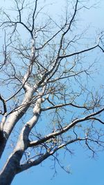 Low angle view of tree against clear sky