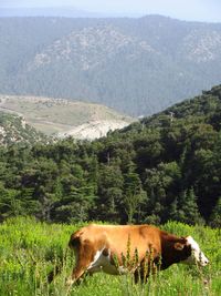 View of a horse on landscape