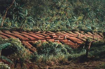 Close-up of log in forest