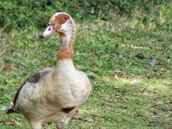 Close-up of duck on field