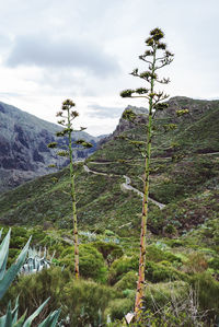 Plants growing on land against sky