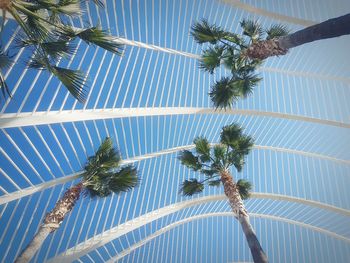 Low angle view of coconut palm tree against sky