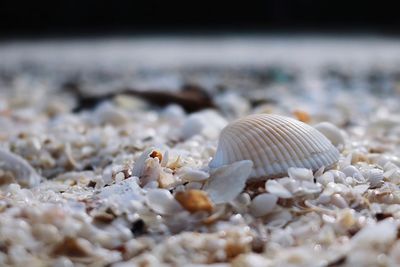 Close-up of seashell on beach