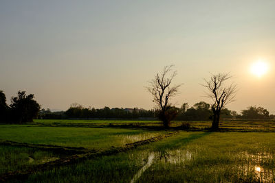 Scenic view of field against sky during sunset