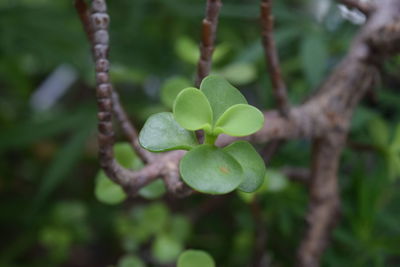 Close-up of fresh green plant