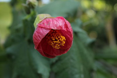 Close-up of red flower blooming outdoors