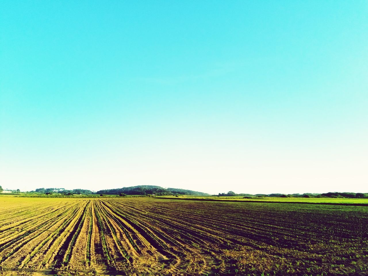 SCENIC VIEW OF FIELD AGAINST CLEAR SKY