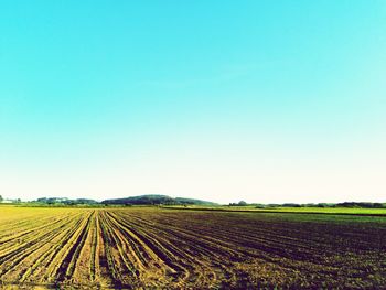 Scenic view of agricultural field against clear blue sky