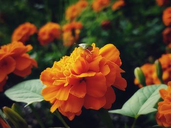 Close-up of orange marigold flower