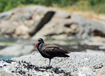 Close-up of bird on rock