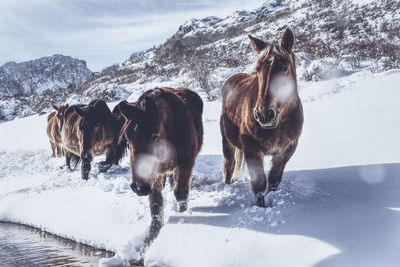 Horse on snow covered field