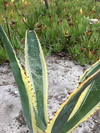 High angle view of succulent plant on field