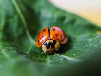 Close-up of ladybug on leaf