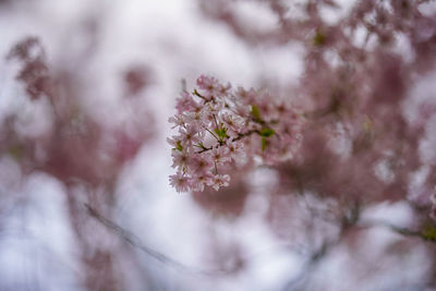 Close-up of pink cherry blossoms