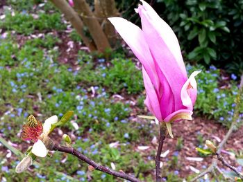 Close-up of pink flowers