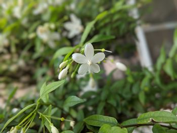 Close-up of white flowering plant