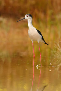 Bird perching on a lake