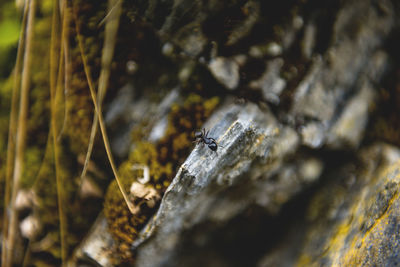 Close-up of insect