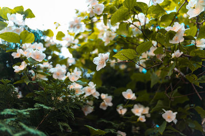Close-up of white flowering plant