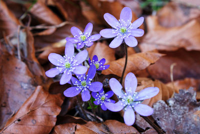 Close-up of purple flowering plant