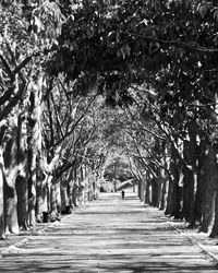 Walkway amidst trees in park