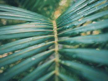 Full frame shot of green leaf