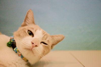 Close-up portrait of cat