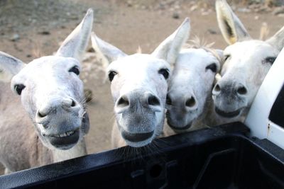Close-up portrait of donkeys