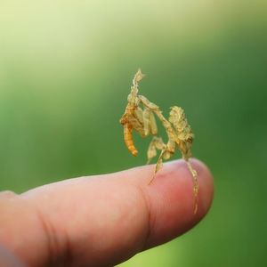 Close-up of insect ghost mantis eating worm on my fingers