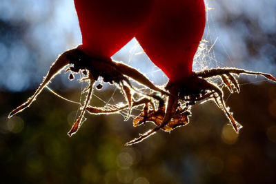 Close-up of spider on web