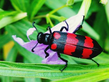 Close-up of insect on leaf