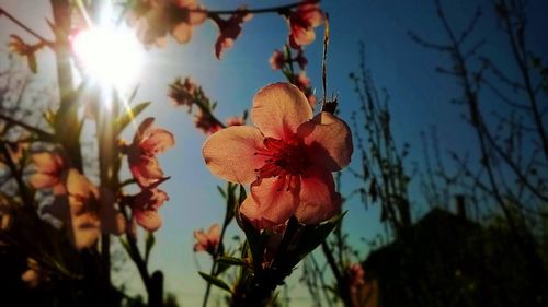 Low angle view of flower tree against sky