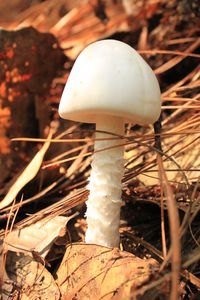 Close up of plant against blurred background